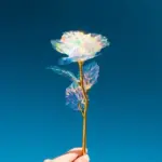 Galaxy Rose - Image 11